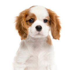 Close-up of a Cavalier King Charles, Dog, pet, studio photography, cut out