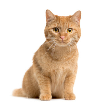 Mixed-breed Cat sitting and looking at the camera, Cat, pet, studio photography, cut out