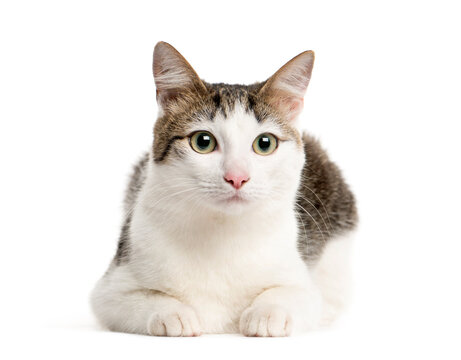 Mixed-breed Cat resting and looking at the camera, Cat, pet, studio photography, cut out