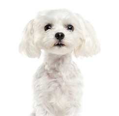 Close-up of a Mixed-breed Dog Looking at the camera, Dog, pet, studio photography, cut out