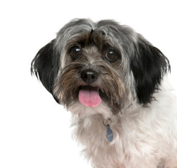 Close-up of a Mixed-breed Dog panting, Dog, pet, studio photography, cut out