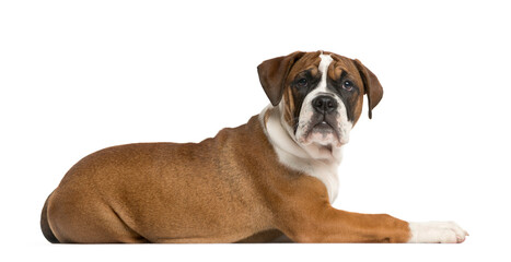 Boxer lyinging down and looking at the camera, Dog, pet, studio photography, cut out