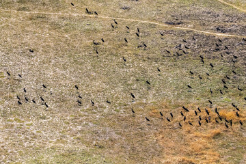Aerial shot of an African Openbill - Anastomus lamelligerus- flying over the Okavango Delta,...