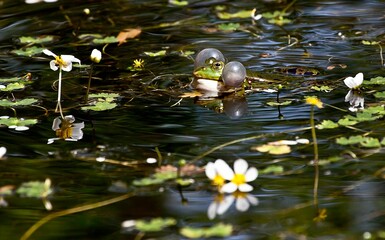 Green frog swimming in green lake