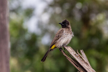 Common Bulbul (Pycnonotus barbatus) in Maralal, Kenya
