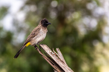 Common Bulbul (Pycnonotus barbatus) in Maralal, Kenya