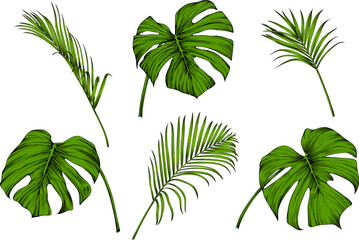 Tropical palm leaf set. Green engraved ink art collection. Isolated leaf illustration element on white background.
