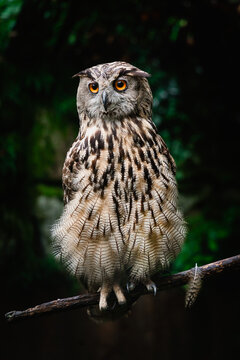 Portrait of a Eagle owl sitting on a branch in green nature, Bubo Bubo, Wildlife scene from nature