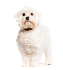 Mixed-breed Dog sittingand looking the camera, Dog, pet, studio photography, cut out