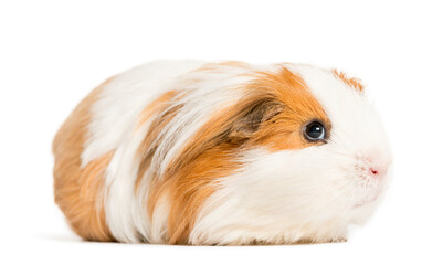 Fototapeta premium Guinea pig standing in front of a white background