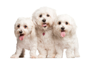 Mixed-breed Dog standing in front of the camera, Dog, pet, studio photography, cut out