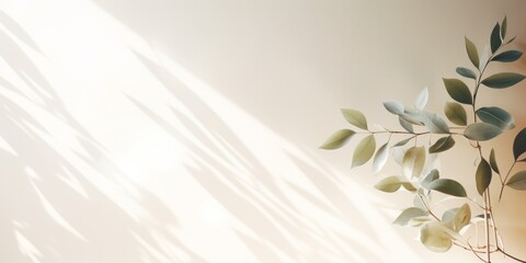 shadow shade tewxture from tree leaf and sun light shade on white wall product space showcase template background