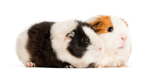 Two Guinea pig standing in front of a white background
