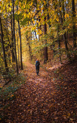 Beauty young woman in hoodie with backpack walking on forest autumn path. Czech landscape