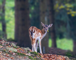 Portrait of fallow deer, dama dama juvenile eating autumn leaf. Czech wildlife animal background