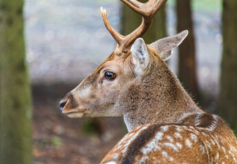 Portrait of fallow deer, dama dama in forest. Czech wildlife animal background