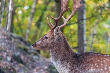 Portrait of fallow deer, dama dama in forest. Czech wildlife animal background