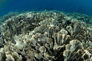 Fragile, foliose corals grow on a beautiful, shallow reef in Raja Ampat. This remote, tropical area is known as the heart of the Coral Triangle due to its incredible marine biodiversity.