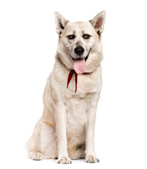 Mixed-breed Dog sitting and looking the camera, Dog, pet, studio photography, cut out