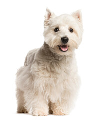 Mixed-breed Dog standing in front of the camera, Dog, pet, studio photography, cut out