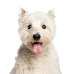 Close-up of a Mixed-breed Dog panting, Dog, pet, studio photography, cut out