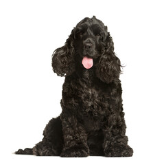 Mixed-breed Dog sitting and looking the camera, Dog, pet, studio photography, cut out
