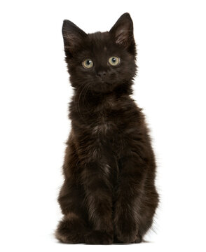 Black Mixed-breed Cat sitting, Cat, pet, studio photography, cut out