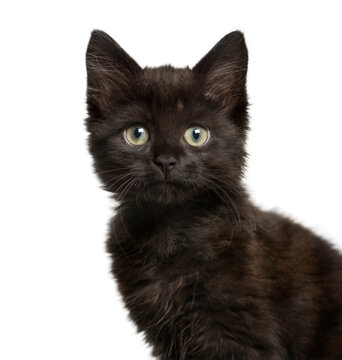 Close-up of a black Mixed-breed Cat, Cat, pet, studio photography, cut out