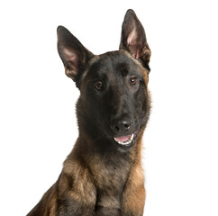 Close-up of a Mixed-breed Dog Looking at the camera, Dog, pet, studio photography, cut out