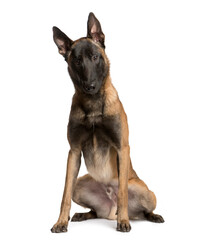 Mixed-breed Dog sitting and looking the camera, Dog, pet, studio photography, cut out