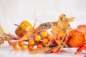 Gecko in studio, fall decorations, halloween and autumn themed