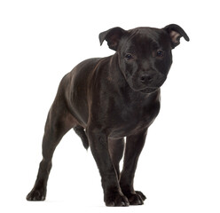 Mixed breed dog standing, cut out