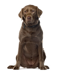 Brown labrador sitting, cut out