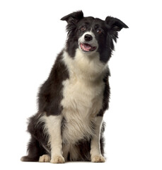 Panting Mixed-breed Dog sitting in front of white background
