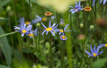 Pretty blue Aster flower in the garden - 672274986