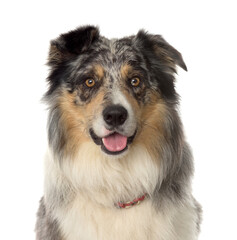 Close-up of a mixed-breed Dog panting, cut out