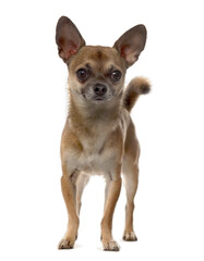 Chihuahua dog standing, cut out