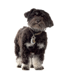 Havanese dog standing, cut out