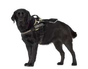 Labrador dog standing, cut out