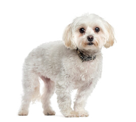 Maltese dog standing, cut out
