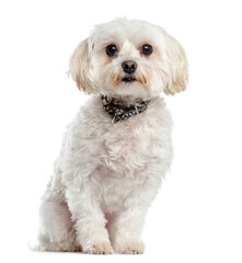 Mixed-breed Dog sitting in front of white background