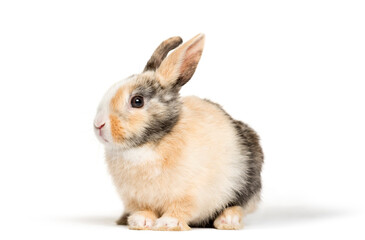 Rabbit in front of a white background, studio photography