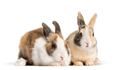 Fototapeta premium Two rabbits lying, cut out