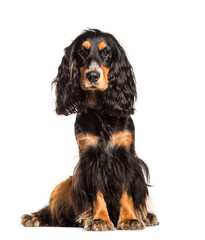 Old Cute Cocker Spaniel, Dog, sitting, cut out