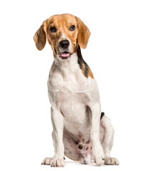 Panting Mixed-breed Dog sitting in front of white background