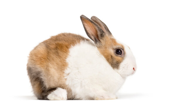 Rabbit in front of a white background, studio photography
