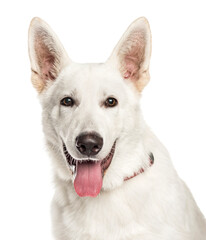 Close-up of a mixed-breed Dog panting, cut out