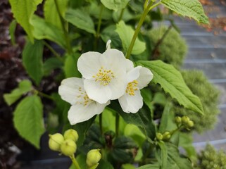 Philadelphus coronarius