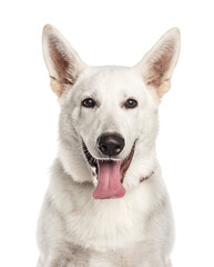 Obraz premium Close-up of a mixed-breed Dog panting, cut out
