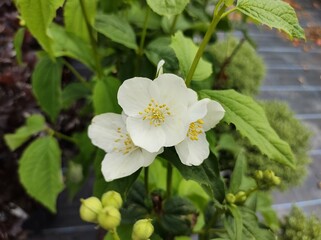 Philadelphus coronarius